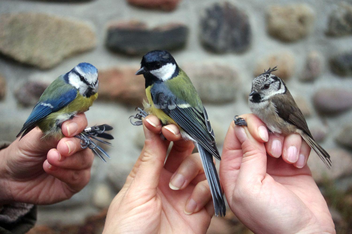 Leśny Ogród Botaniczny w Marszewie pokazy obrączkowania ptaków autor Witold Ciechanowicz